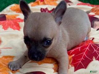 Chihuahua dogs Macho - Ad 8