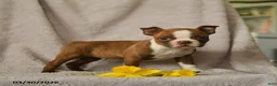 Boston Terrier dogs for sale: Darvin - Ad 1