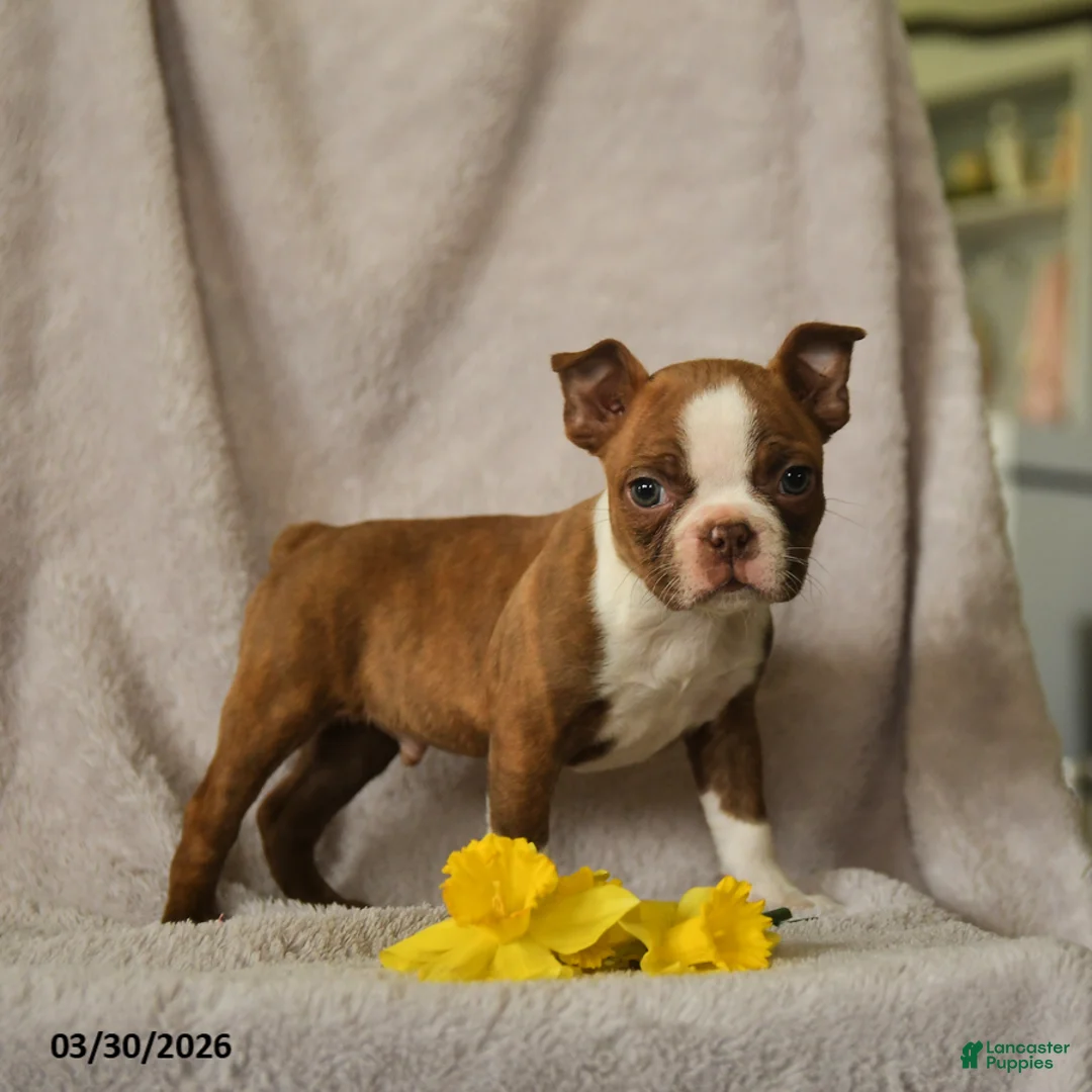 Boston Terrier dogs for sale: Darvin - Ad 1