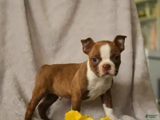 Boston Terrier dogs for sale: Darvin - Ad 2