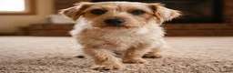 Morkie dogs for sale: Jasper - Ad 11