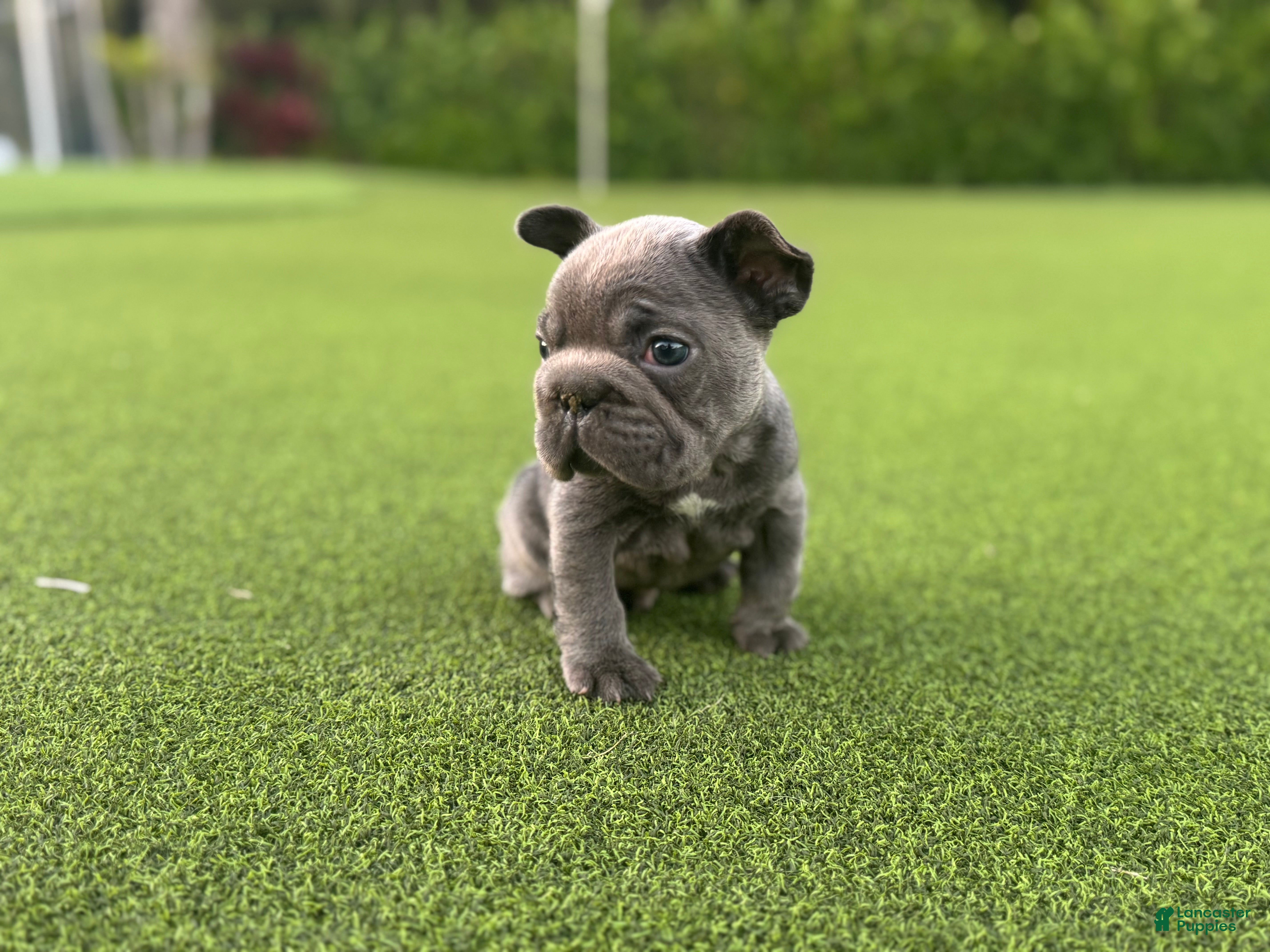 French Bulldog dogs Rollo - Ad 1