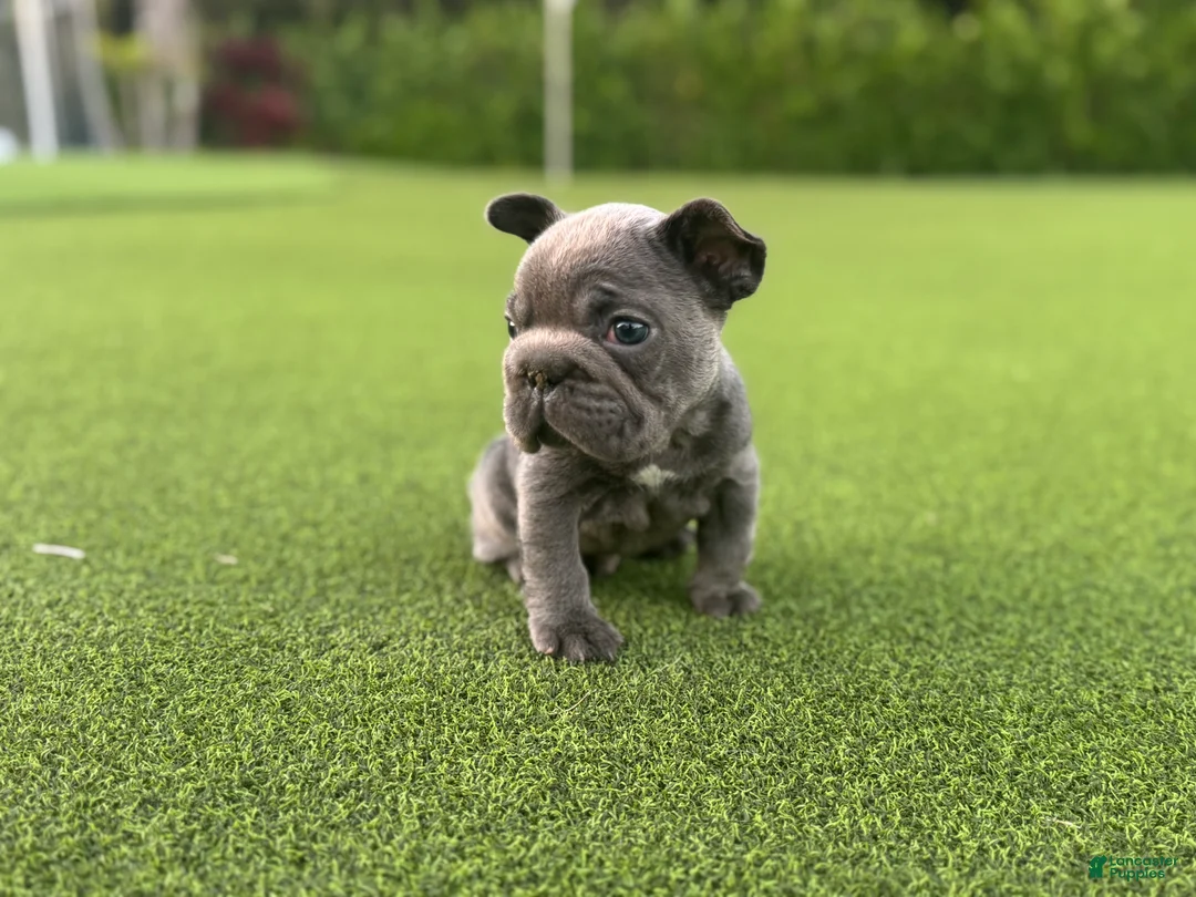 French Bulldog dogs for sale: Rollo - Ad 1
