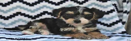 Yorkiepoo dogs for sale: Sailor - Ad 3