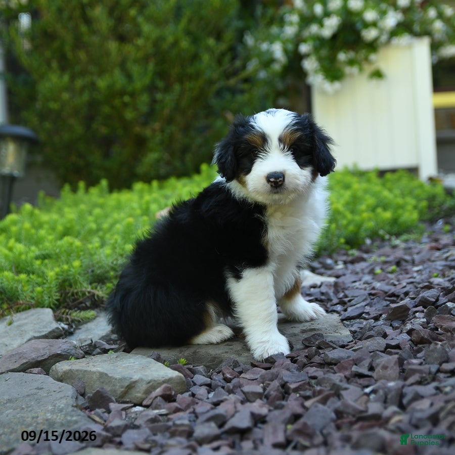 Aussiedoodle dogs Pepper - Ad 1