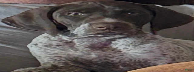Bo