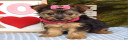 Yorkshire Terrier dogs for sale: Petunia - Ad 3