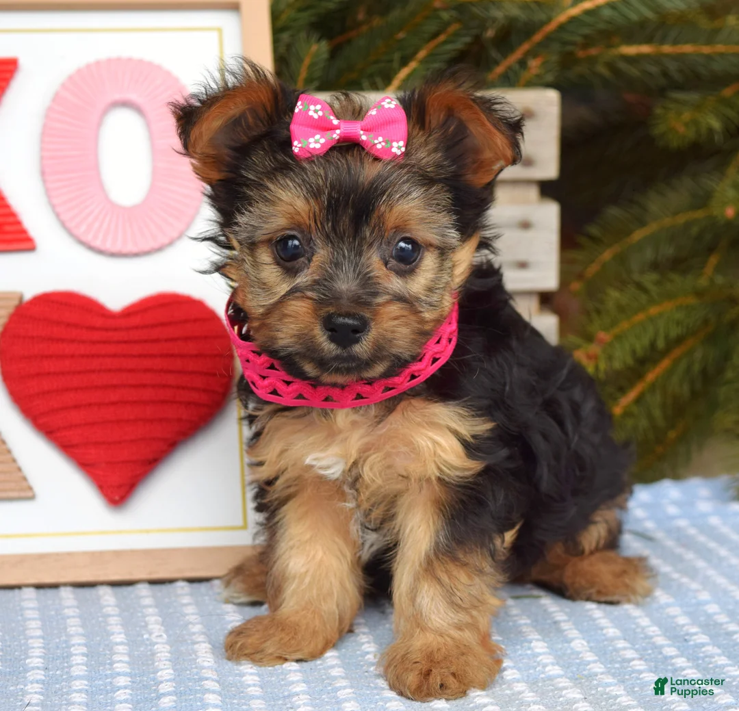 Yorkshire Terrier dogs for sale: Petunia - Ad 3