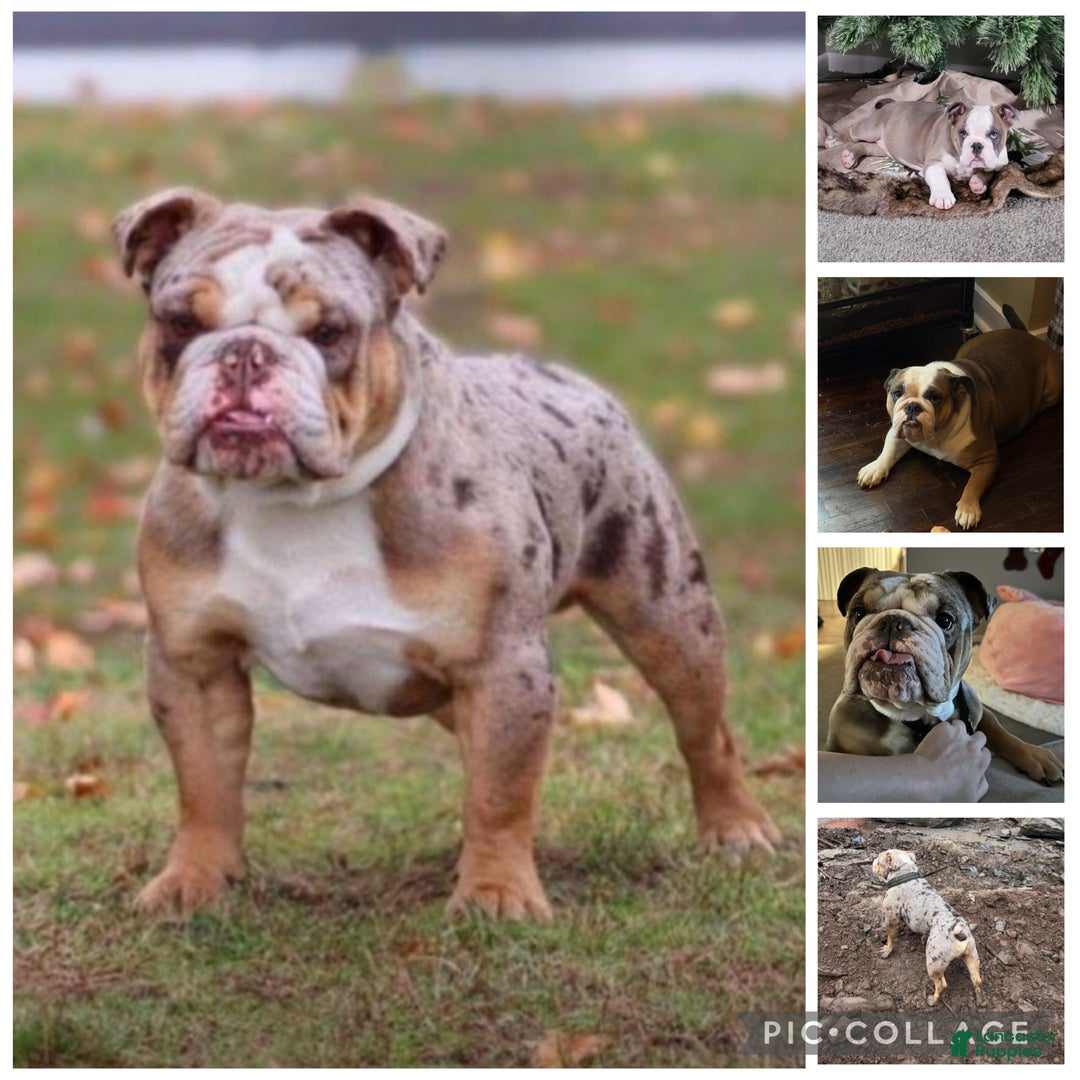 English Bulldog dogs for stud: ENTITLED BULLIES - Ad 3