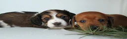 Dachshund dogs for sale: Valentine - Ad 5