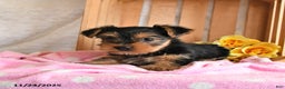 Yorkshire Terrier dogs for sale: Honey - Ad 2