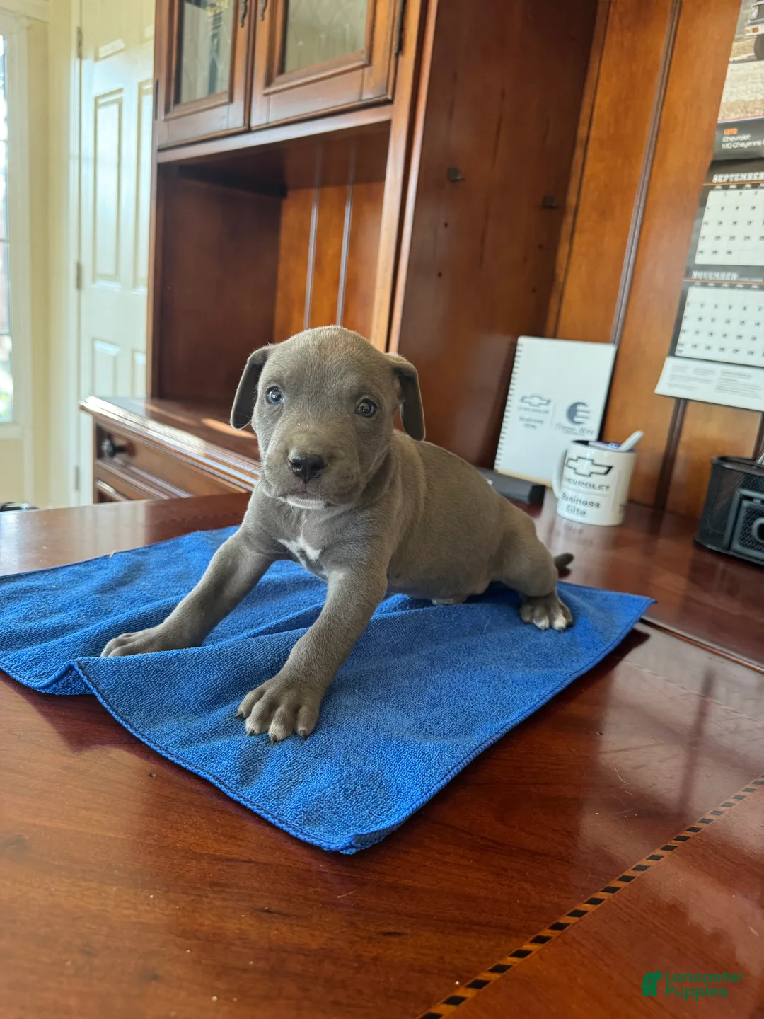 Mixed Breed dogs for sale: Mixed Breed 3 - Ad 1