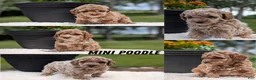 Miniature Poodle dogs for sale: Ruby - Ad 14
