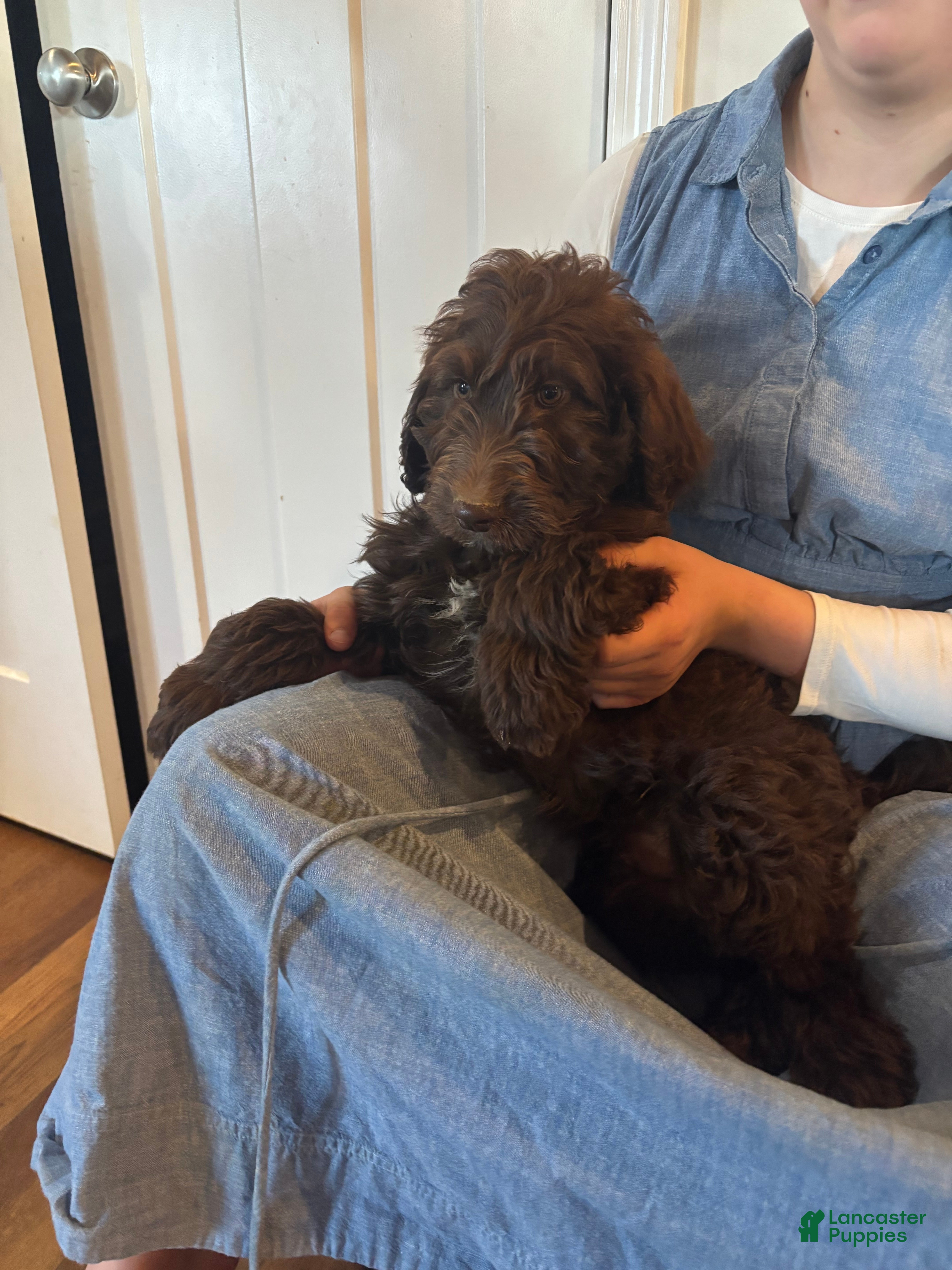 Goldendoodle dogs for sale: Nutter  - Ad 2