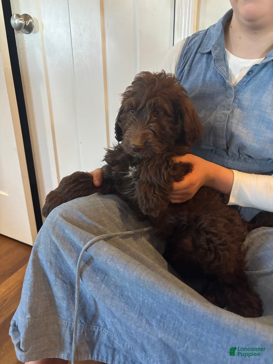 Goldendoodle dogs for sale: Nutter  - Ad 2
