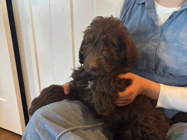 Goldendoodle dogs for sale: Nutter - Ad 2
