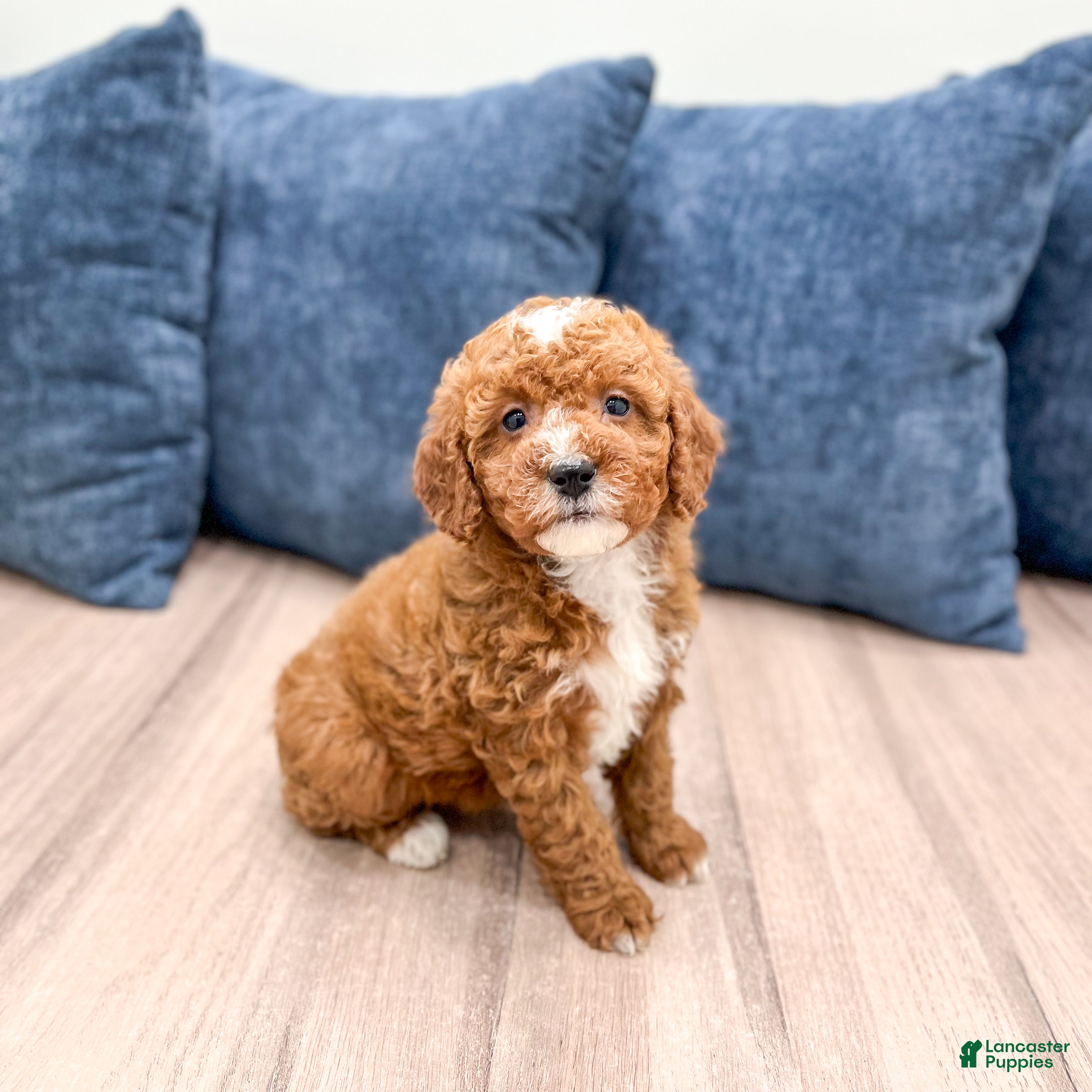 Miniature Poodle dogs Rachel - Ad 2