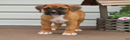 Boxer dogs for sale: Porter - Ad 5