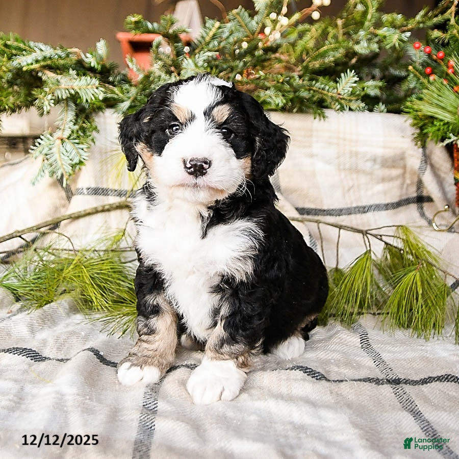 Mini Bernedoodle dogs Maverick - Ad 16