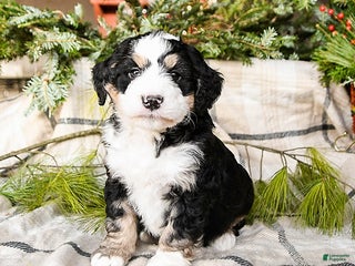 Mini Bernedoodle dogs Maverick - Ad 13