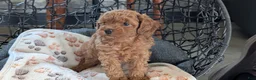 Toy Poodle dogs for sale: Wanda - Ad 3
