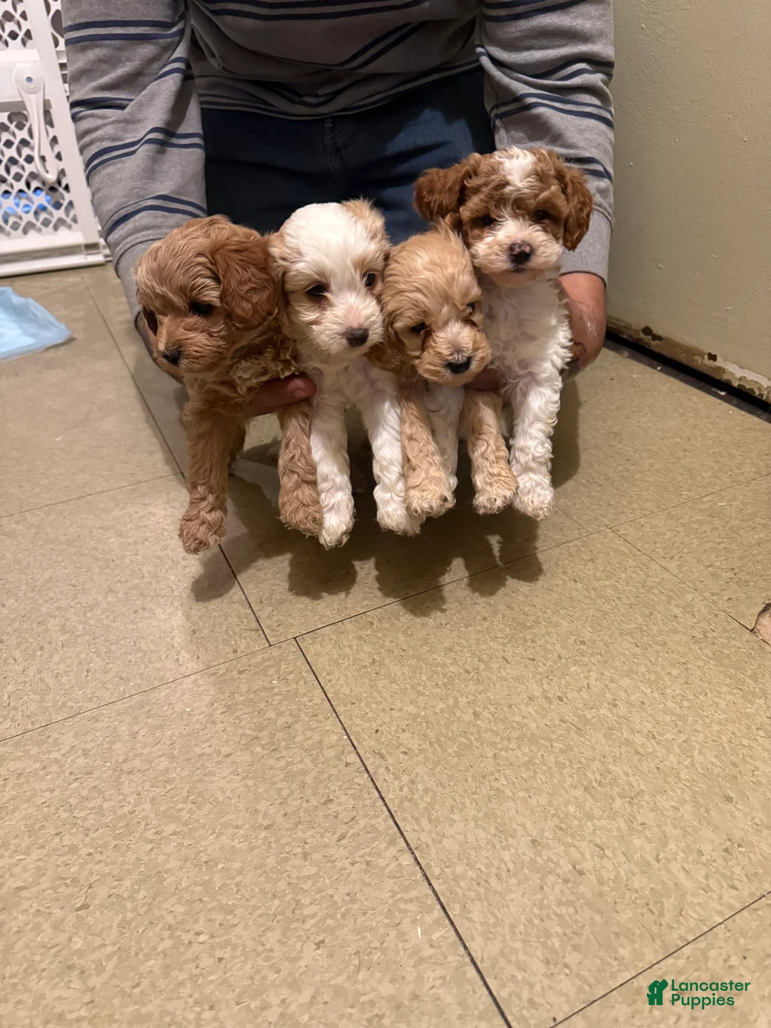 Cavapoo dogs for sale: Cavapoo Puppy 3 - Ad 1