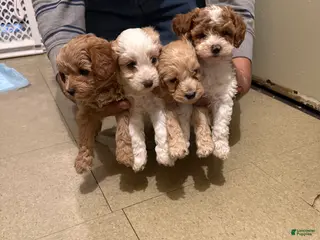 Cavapoo dogs Cavapoo Puppy 3 - Ad 27