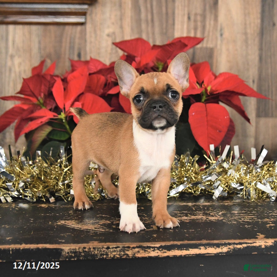 Frenchton dogs Hershey - Ad 2