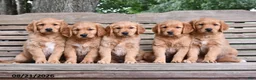 Golden Retriever dogs for sale: Ophelia - Ad 5