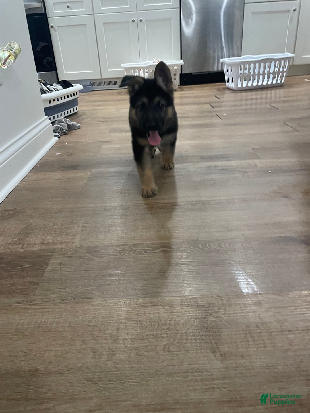 German Shepherd dogs for sale: Sugar/purple collar - Ad 18