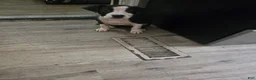 American Bully dogs for sale: Girl - Ad 1