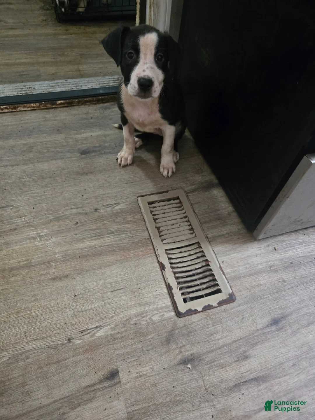 American Bully dogs for sale: Girl - Ad 1