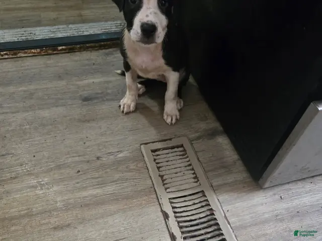 American Bully dogs for sale: Girl - Ad 1