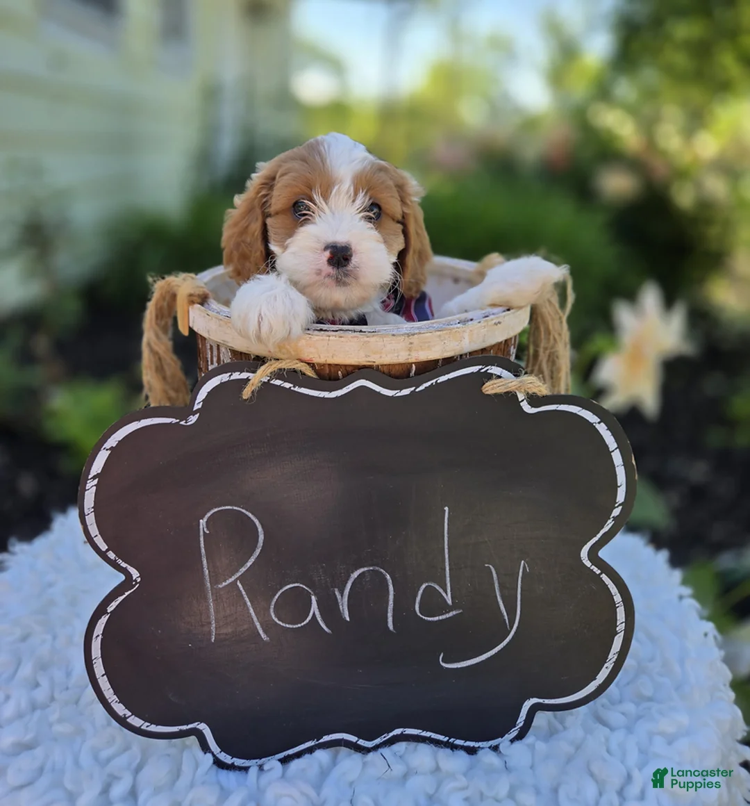 Cavapoo dogs for sale: Randy - Ad 1