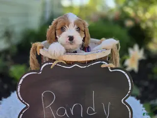 Cavapoo dogs for sale: Randy - Ad 4