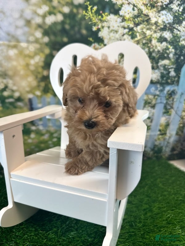 Maltipoo dogs Georgia - Ad 1