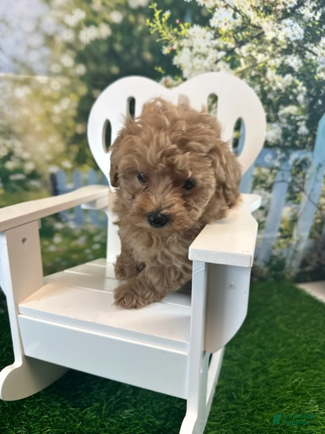 Maltipoo dogs for sale: Georgia - Ad 1