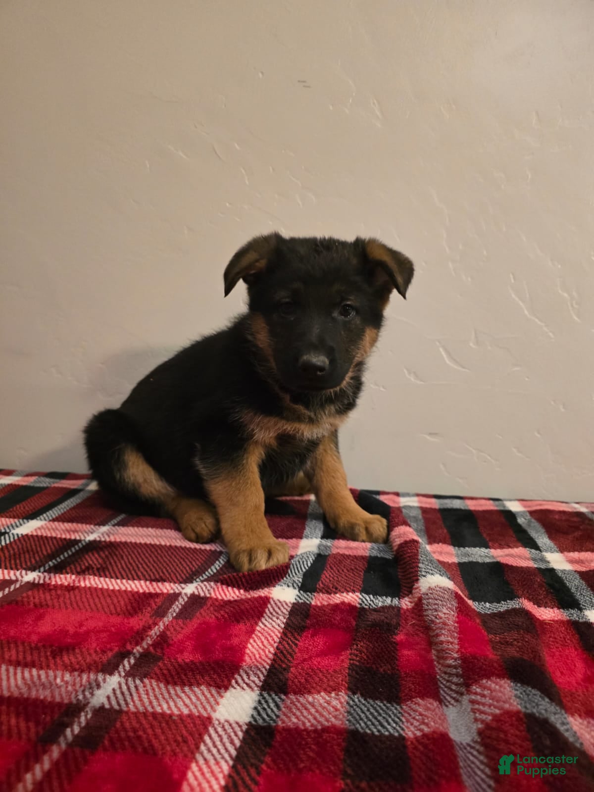 German Shepherd dogs for sale: Inka - Ad 3