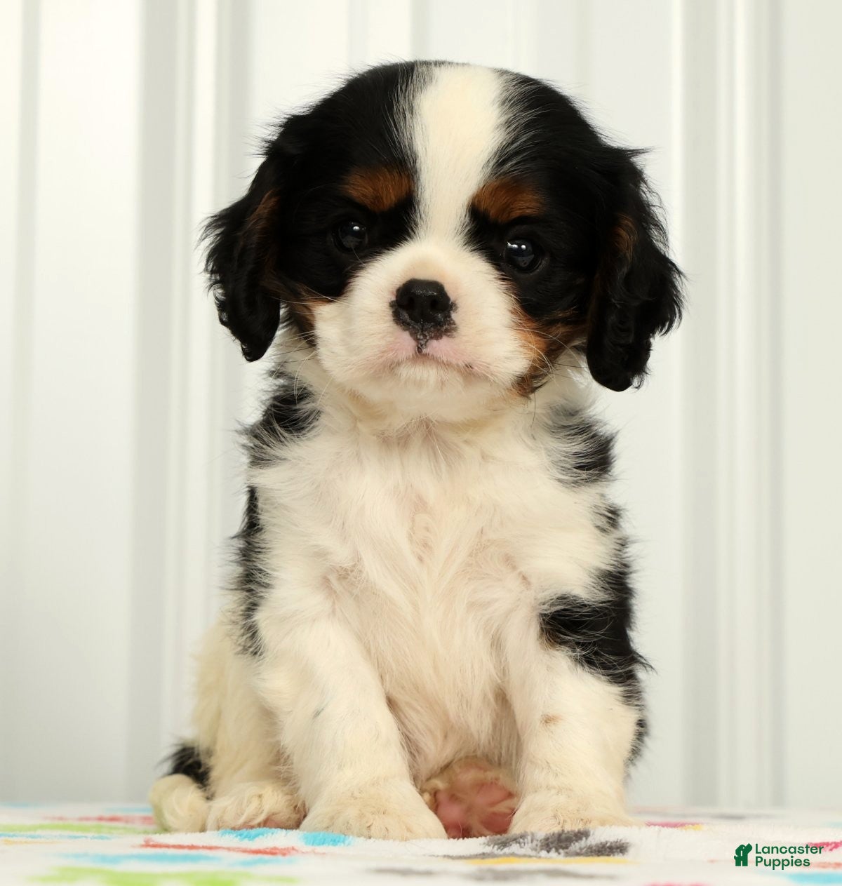 Cavalier King Charles Spaniel dogs Koby - Ad 1