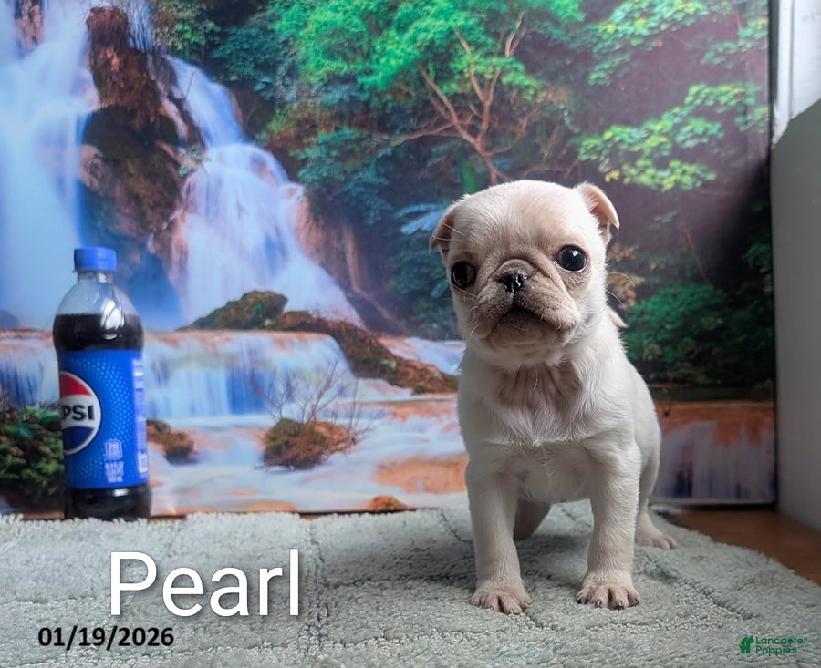 Pug dogs Priceless Pearl - Ad 9
