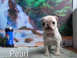 Pug dogs Priceless Pearl - Ad 22