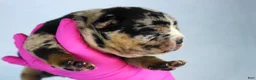 American Bully dogs for sale: Black Tri Merle Male - Ad 2