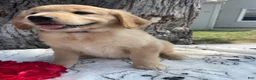Mixed Breed dogs for sale: Molly - Ad 4