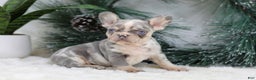 French Bulldog dogs for sale: Filo - Ad 8