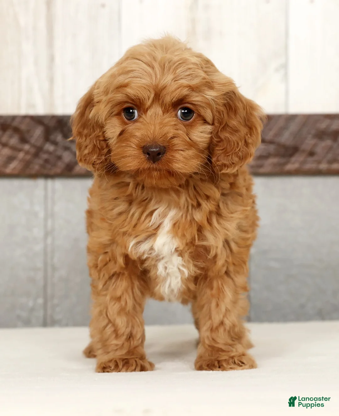 Cockapoo dogs for sale: Hazel - Ad 2