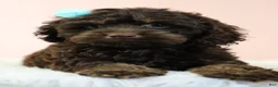 Cockapoo dogs for sale: Selah 🌺 - Ad 7