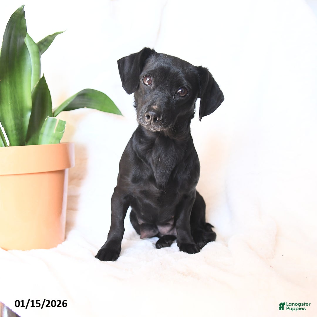 Mixed Breed dogs for sale: Ann - Ad 4