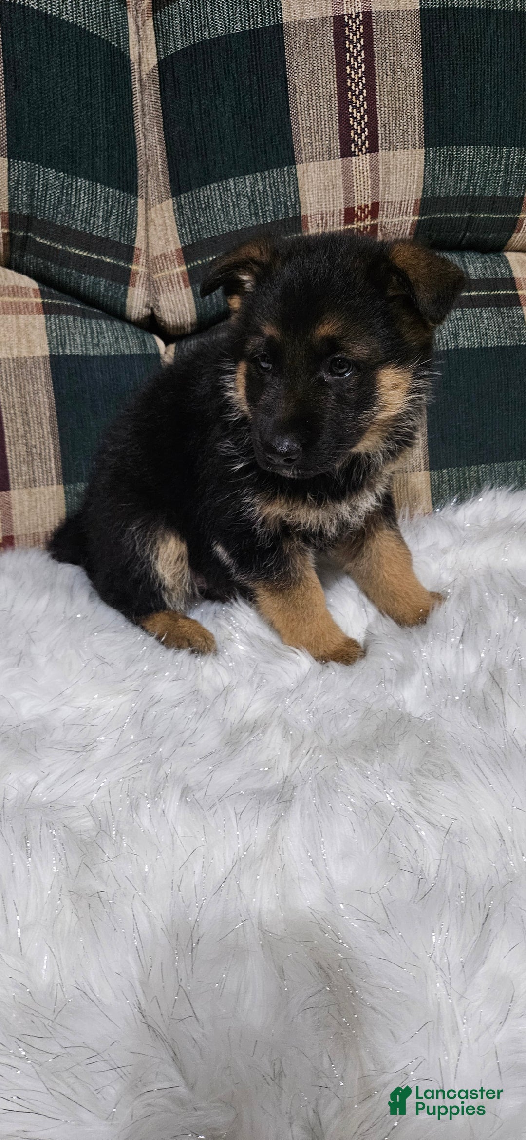 German Shepherd dogs for sale: Sabrina  - Ad 3