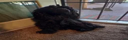 Cocker Spaniel dogs for sale: Cocker Spaniel 3 - Ad 2