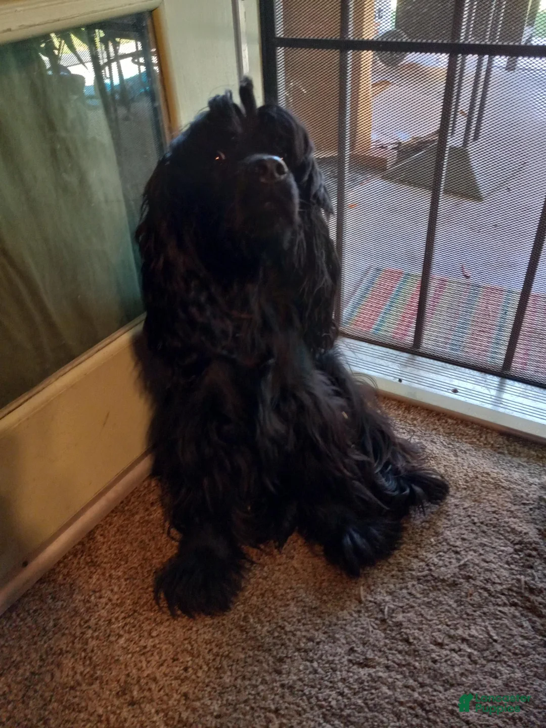 Cocker Spaniel dogs for sale: Cocker Spaniel 3 - Ad 2